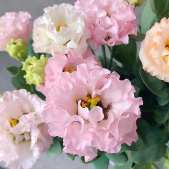 花持ちが良いの画像 by 豊明花き株式会社さん | バルコニー/ベランダとトルコキキョウ　小夏プリンセスと花持ちが良いと植物のある暮らしとトルコキキョウ。と癒しとおうち園芸とおうちを彩る花とピンクと淡い色合いと綺麗ときれ～い❤と可愛いと花のある暮らしとかわいいと豊明市場